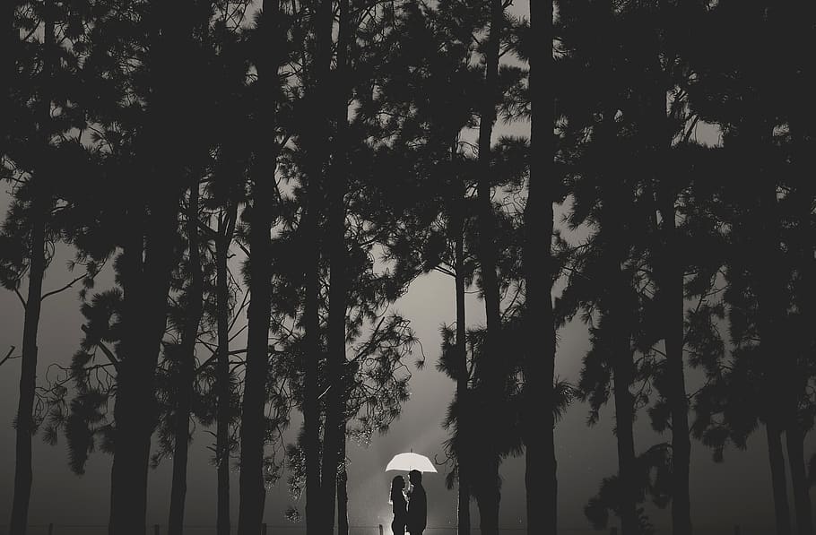 neblina, florestum, chuva, wedding day, wedding dress, nature, HD wallpaper