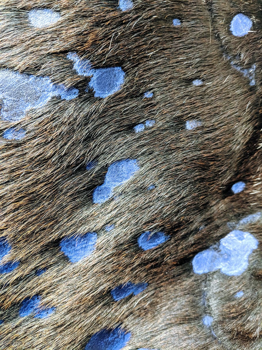 Bronze  Cow Hide Fabric by The Yard ch Cowhide HD phone wallpaper   Pxfuel
