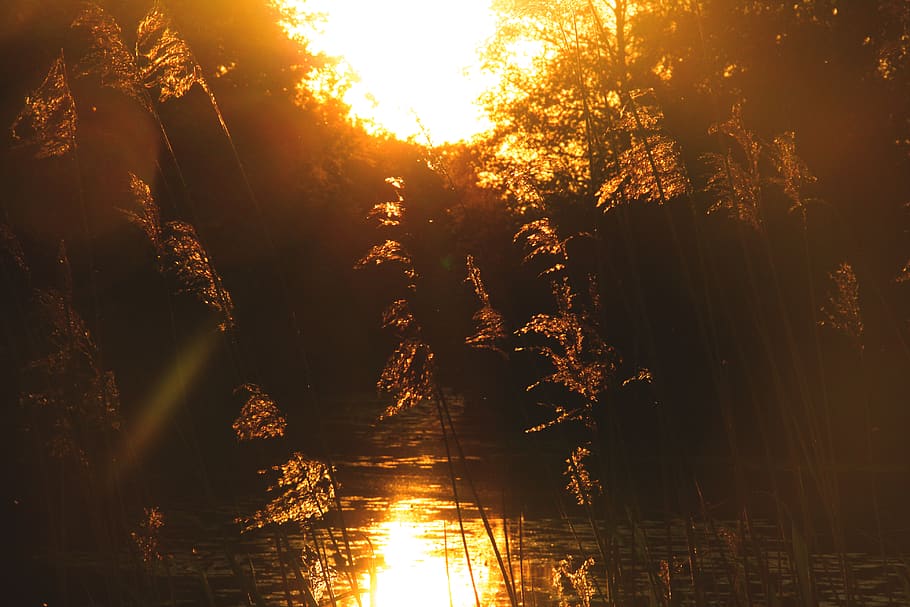 sunset, sunlight, sunrays, orange, yellow, trees, lake, forest HD wallpaper