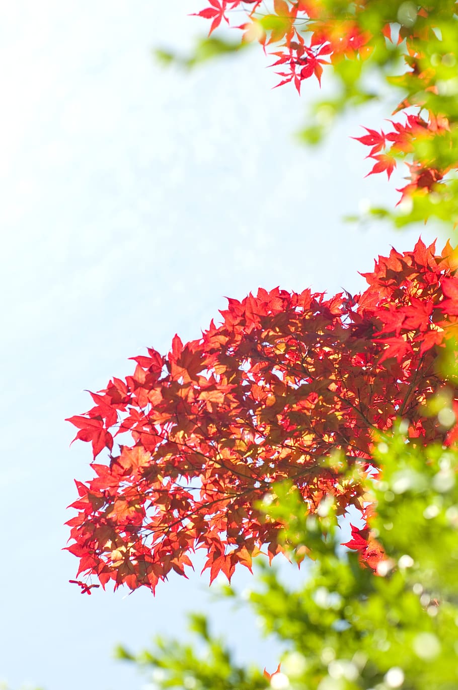 red leafed tree under sunlight, flora, maple, plant, bush, vegetation HD wallpaper