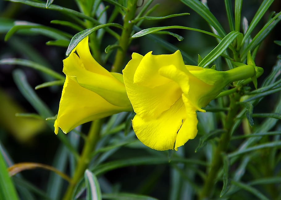 yellow flower, thevetia, thevetia peruviana, laurier peru, wood-milk, HD wallpaper