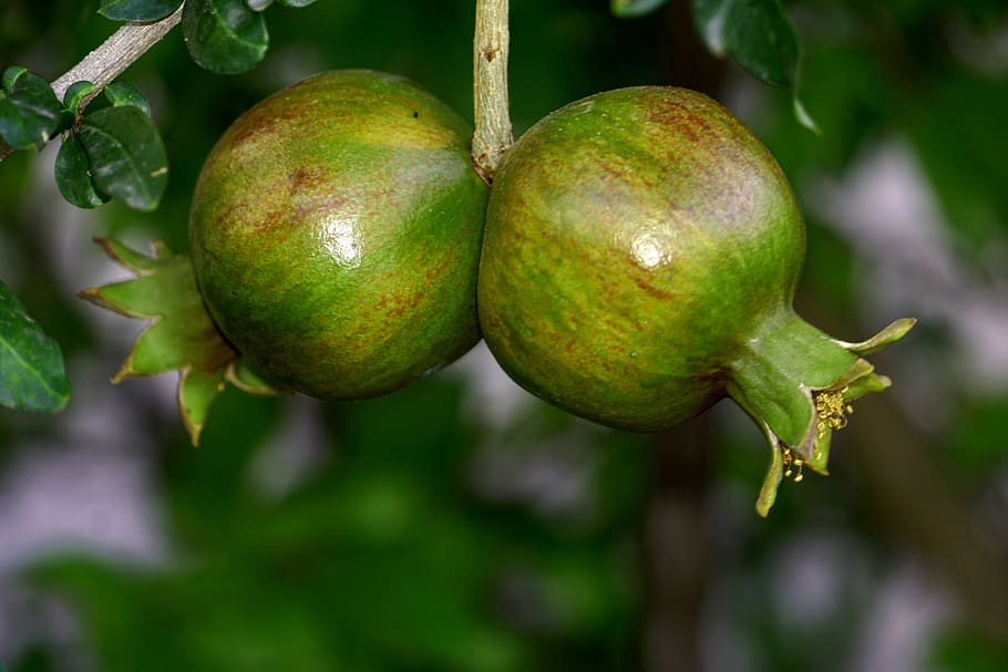 pomegranate, herbal, fruit, food and drink, healthy eating HD wallpaper