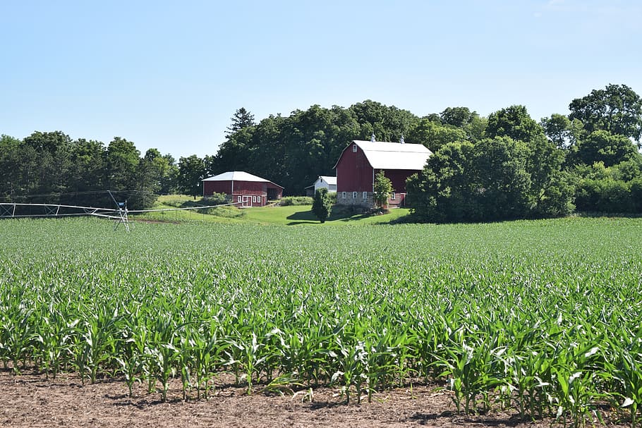 wisconsin, farm, barn, plant, tree, green color, growth, field, HD wallpaper