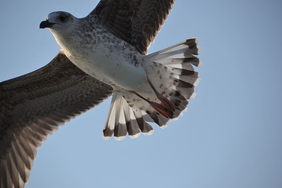 seagull, flying, animal themes, bird, animal wildlife, animals in the wild HD wallpaper