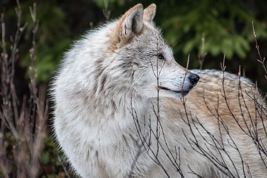 wolf, nature, predator, animal, carnivores, wildlife, mammal HD wallpaper