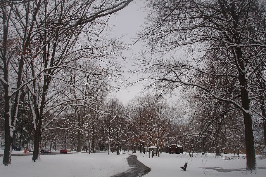 winter, landscape, snow, cold, trees, bare tree, cold temperature HD wallpaper