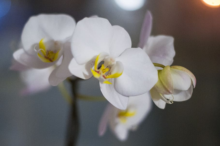 orchid, flowers, evening, white, exotic, bloom, flowering plant HD wallpaper