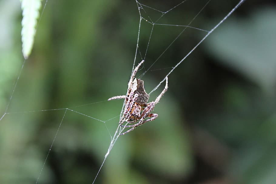 spider, macro, green, nature, insects, web, arachnid, garden HD wallpaper