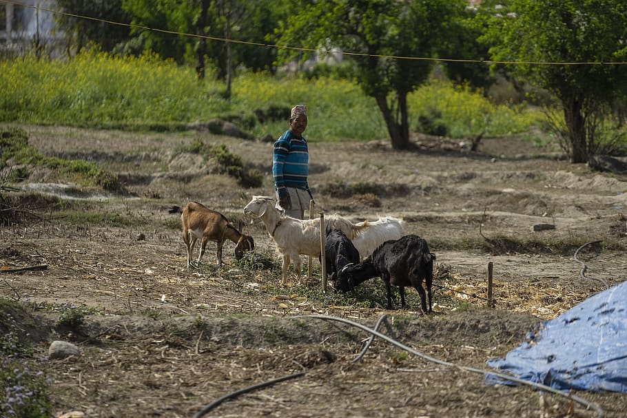 human, person, soil, animal, cow, mammal, cattle, goat, wildlife HD wallpaper