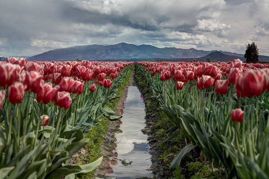 pathway between red tulip flower field, plant, beauty in nature HD wallpaper