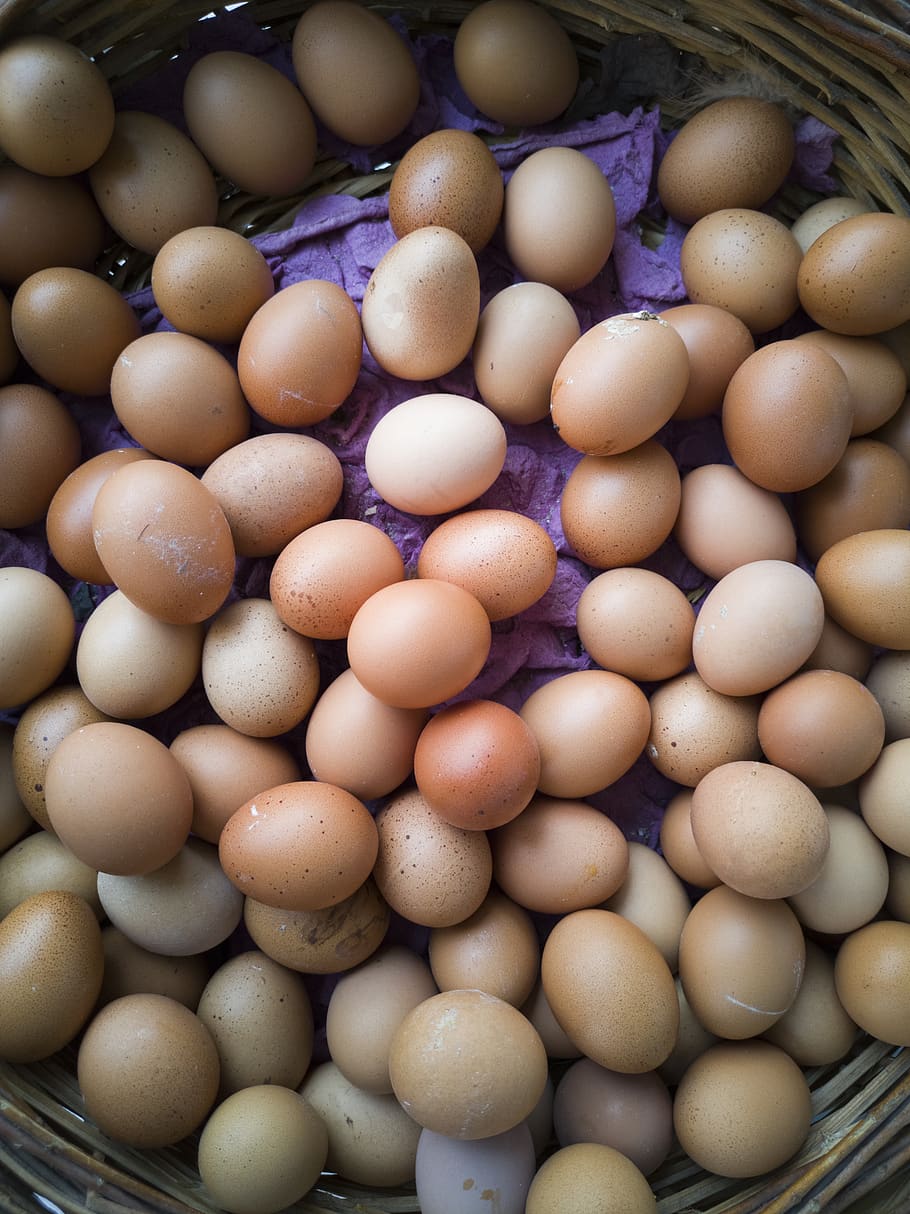 eggs, chicken, food, shell, nutrition, birth, protein, healthy HD wallpaper