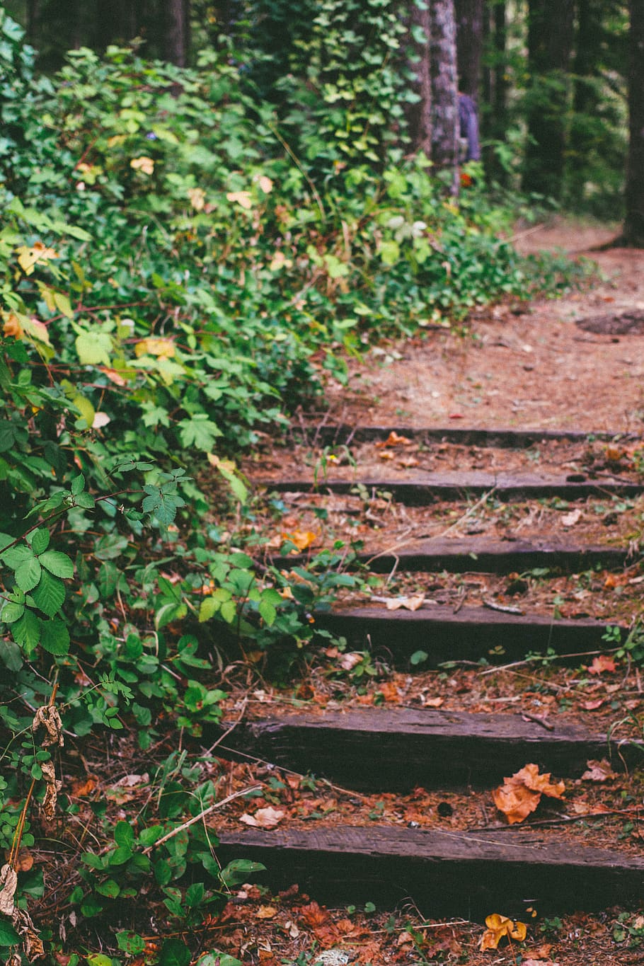 green leafed plants, path, forest, trail, united states, north bend HD wallpaper