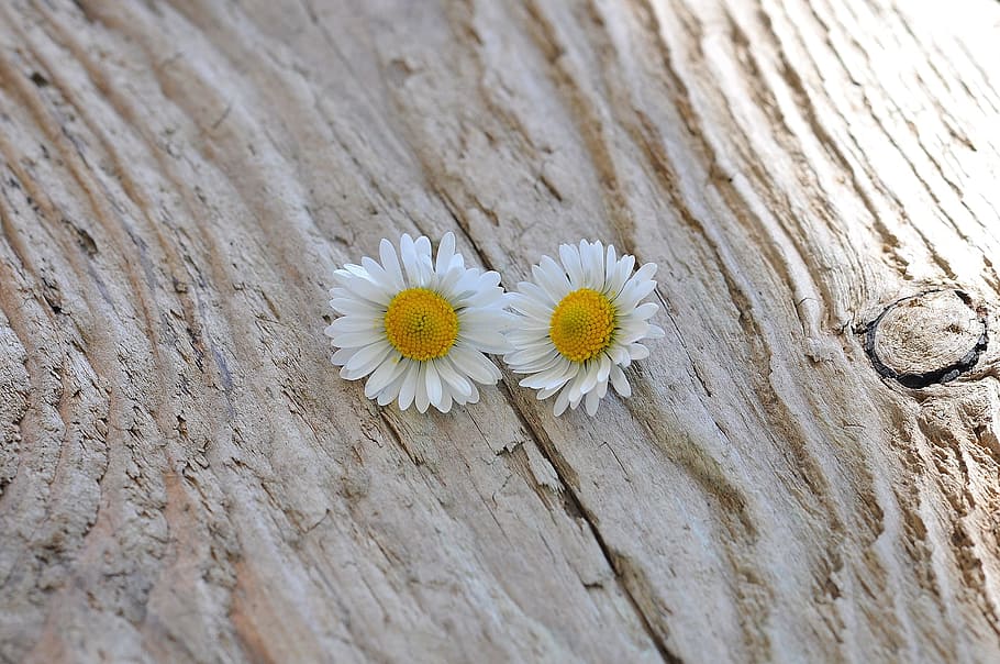 daisy, white, flower, nature, garden, fragrance, yellow, bloom HD wallpaper