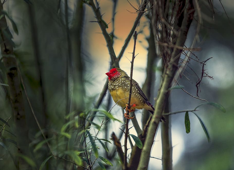 Brown Bird in Shallow Photo, animal, avian, beak, blurred background, HD wallpaper