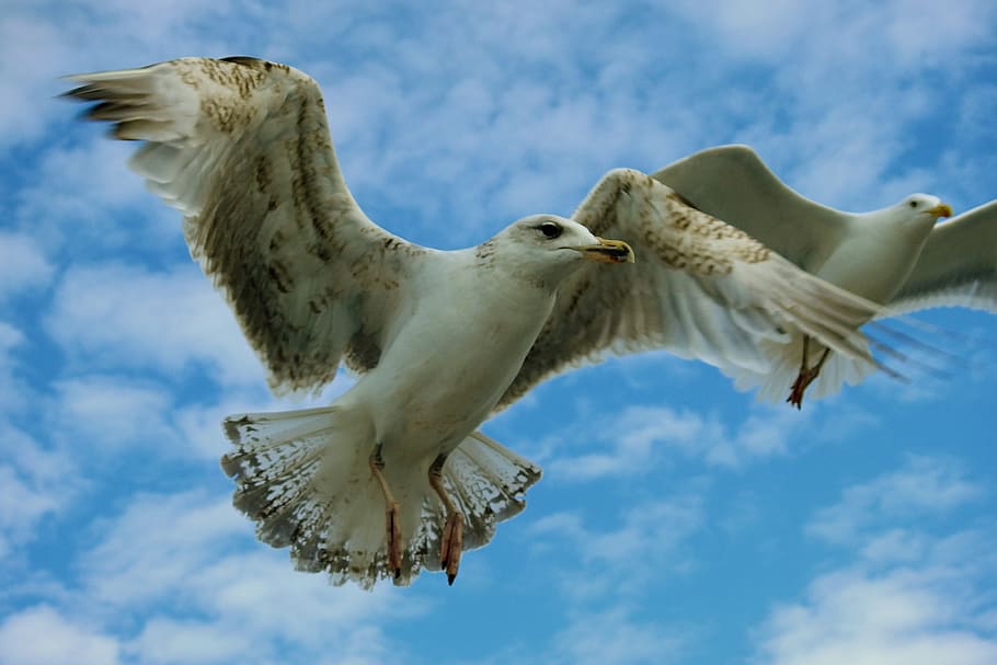 terns, flight, birds, nature, flying, animal, animal themes HD wallpaper
