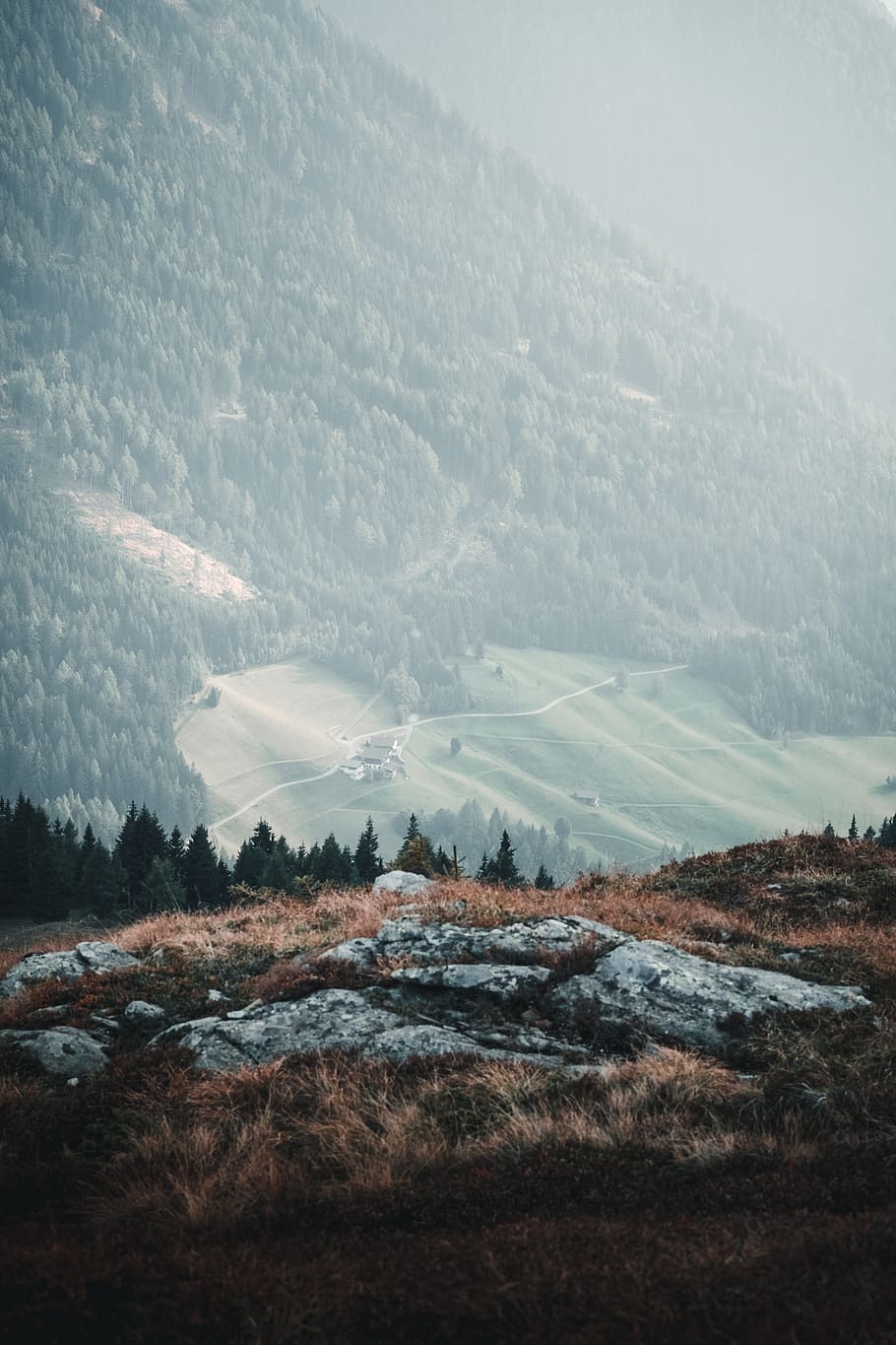 Coniferous Trees On the Mountain, adventure, daylight, environment HD wallpaper