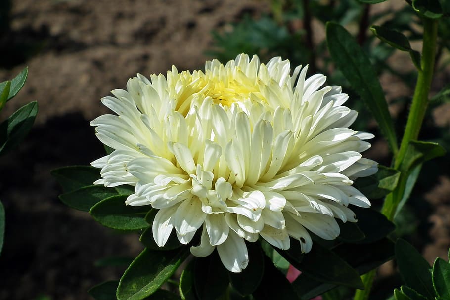 flower, aster, white, garden, macro, nature, summer, the petals HD wallpaper