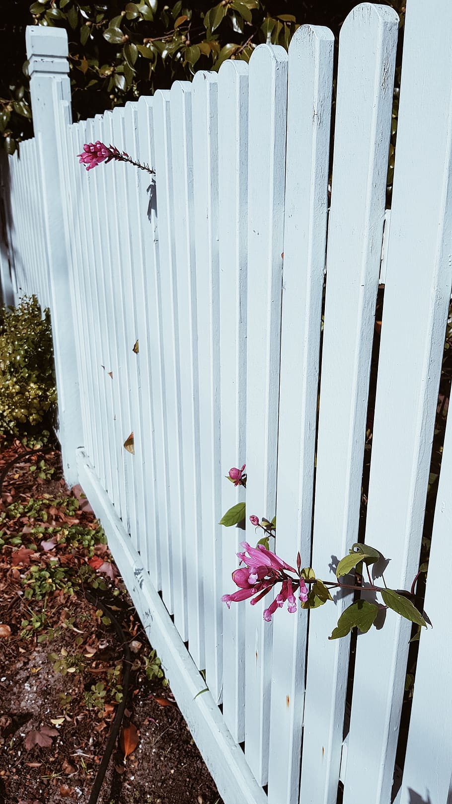 plant, flower, flowering plant, nature, day, growth, barrier HD wallpaper