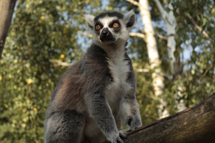 lemur, tree, wild, zoo, nature, landscape, the environment HD wallpaper