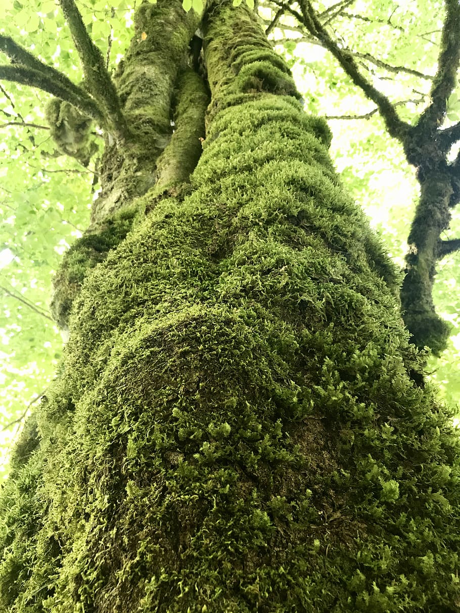 green, tree, forest, wild, moss, trees, branch, fresh air, plant HD wallpaper