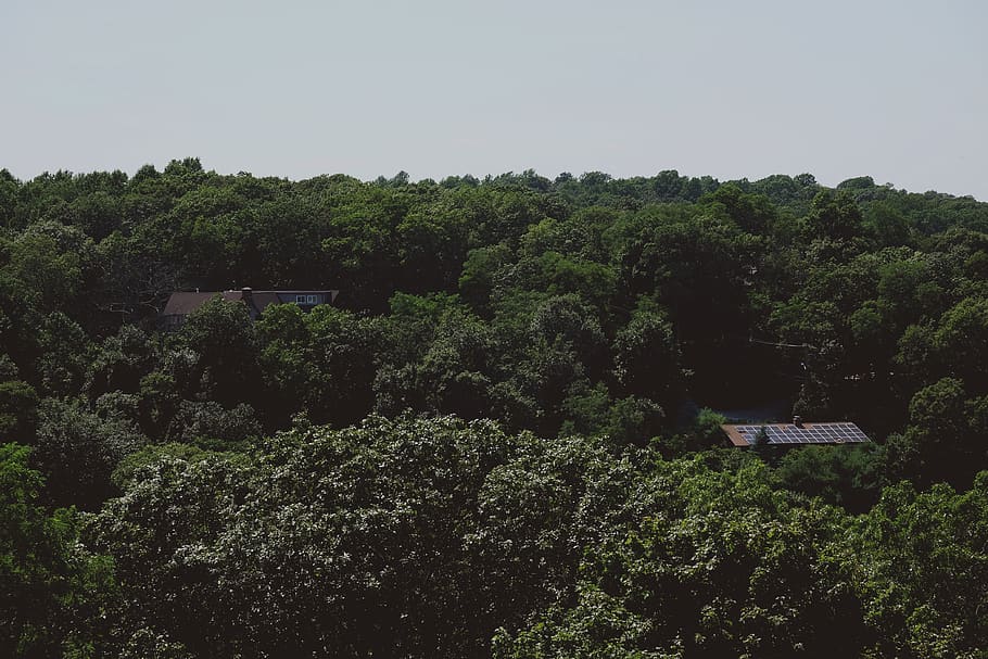 trees, treehouse, forest, countryside, cabin, home, alone, plant HD wallpaper