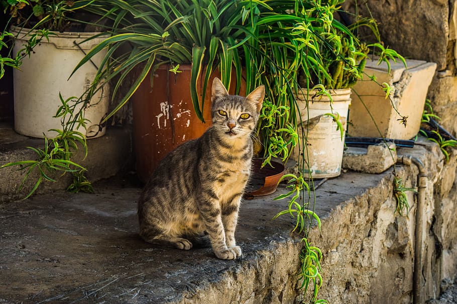 cat, stray, young, kitten, animal, outdoor, tabby, looking HD wallpaper