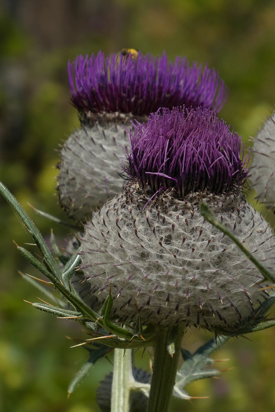 large thistle, mountains, alps, flora, austria, dachstein, prickly HD wallpaper