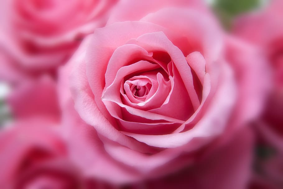 Pink Rose in Close Up View Image, beautiful, bloom, blur, blurry HD wallpaper