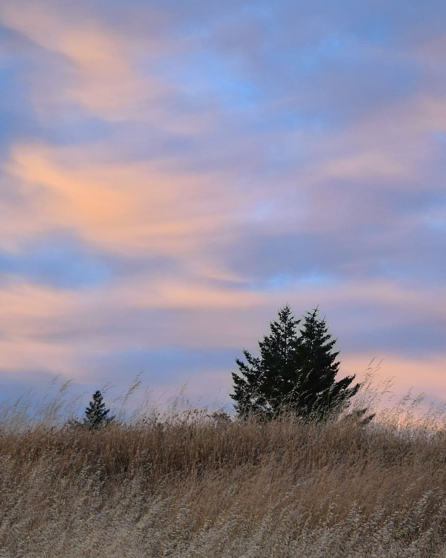 sunset, trees, clouds, sky, mountains, grass, summer, summer night HD wallpaper