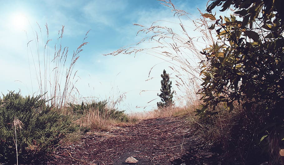 tree, trail, hike, forest, plant, sky, growth, nature, land HD wallpaper