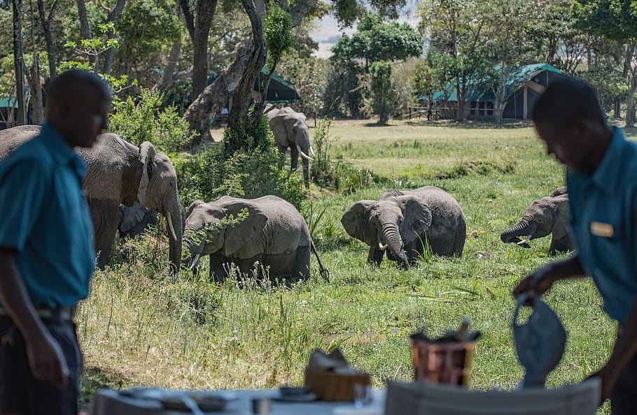 kenya, little governors camp, safari, interrupted lunch, elephant takeover, HD wallpaper