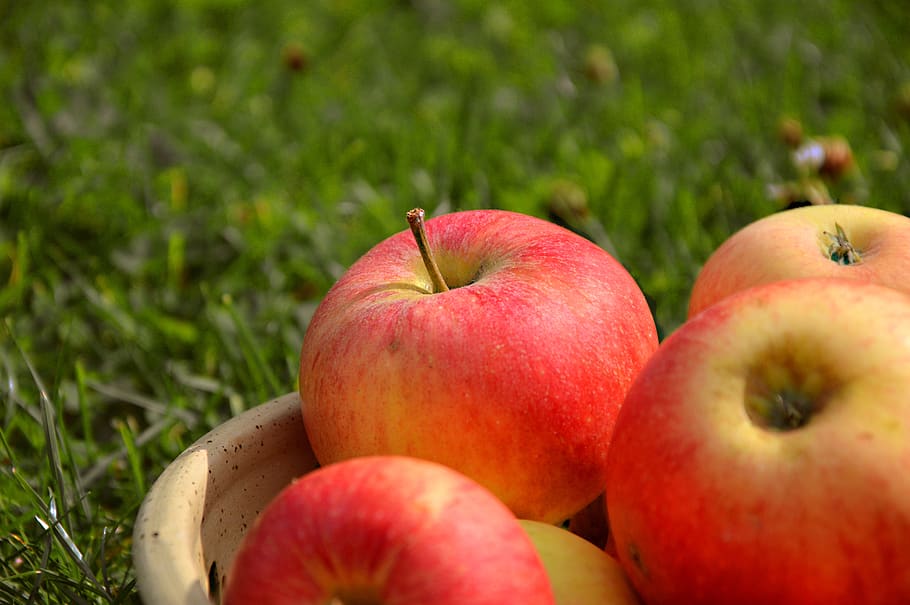 apple, fruit, pome fruit, kernobstgewaechs, garden, harvest HD wallpaper