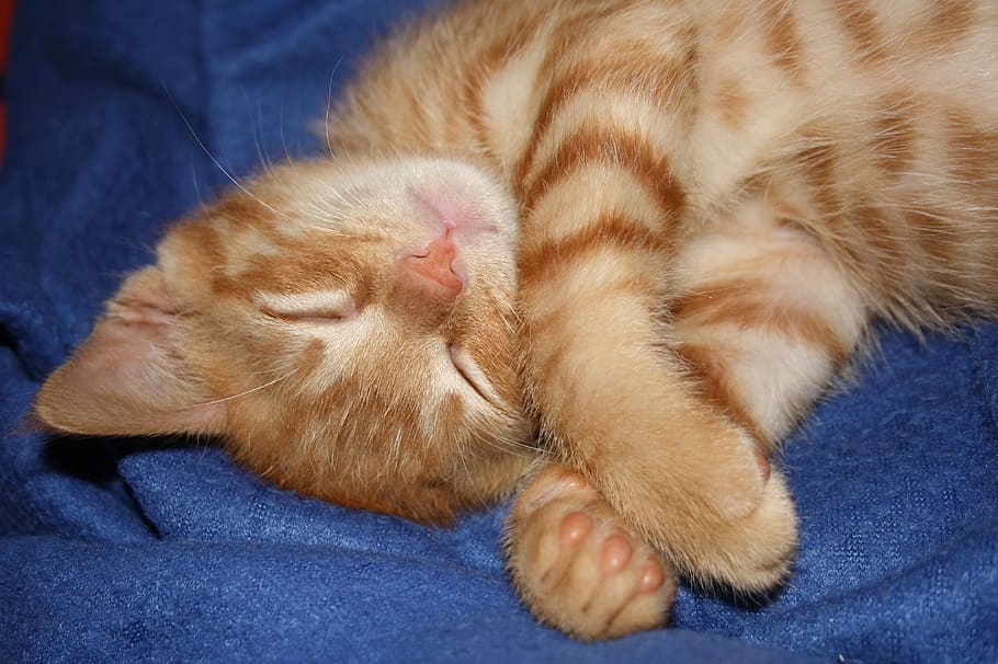 cat, kitty, kitten, gato, gatito, baby, sleeping, red hair HD wallpaper