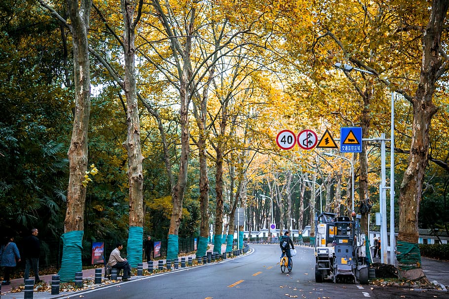 fall, tree, plant, direction, sign, the way forward, road, street HD wallpaper