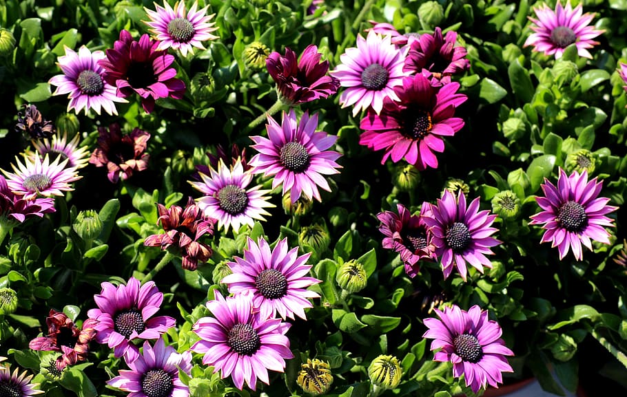 african daisy, bone, flowers, violet, spring, nature, figure HD wallpaper