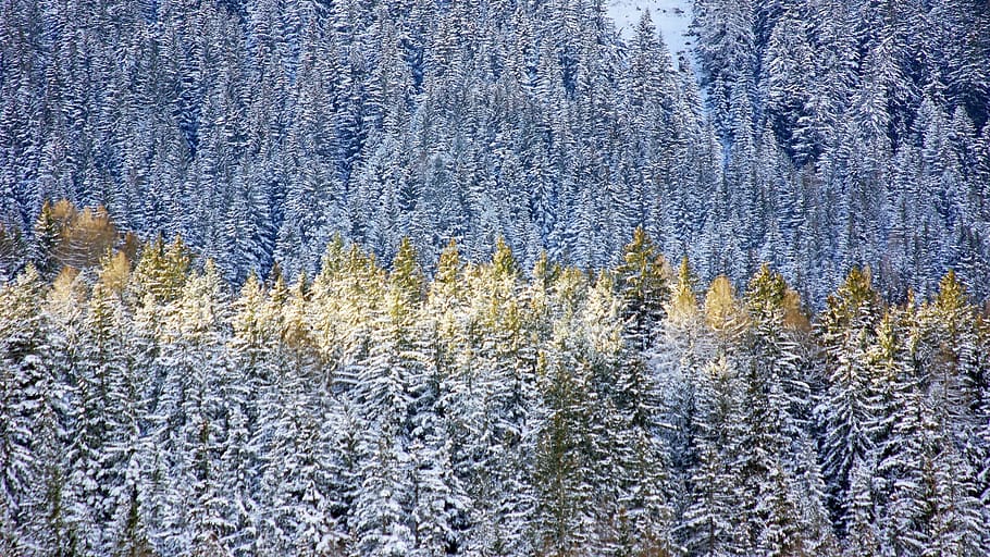 snow covered trees during daytime, plant, nature, ice, outdoors HD wallpaper