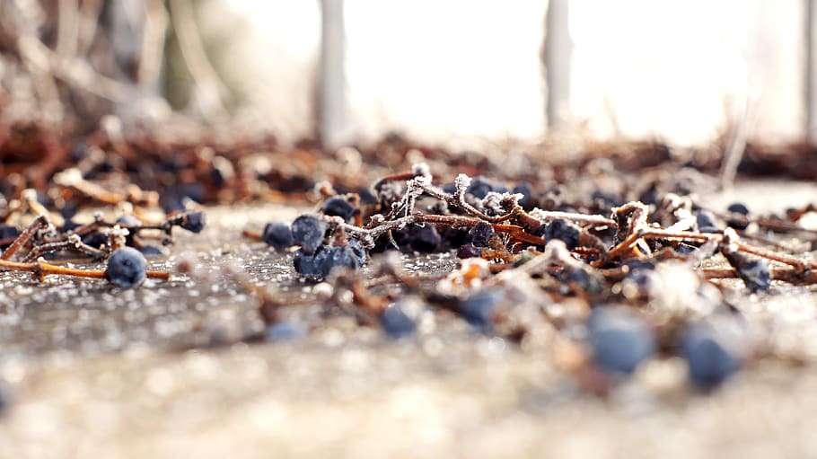 grapes, winter, vine, nature, cold, selective focus, day, land HD wallpaper
