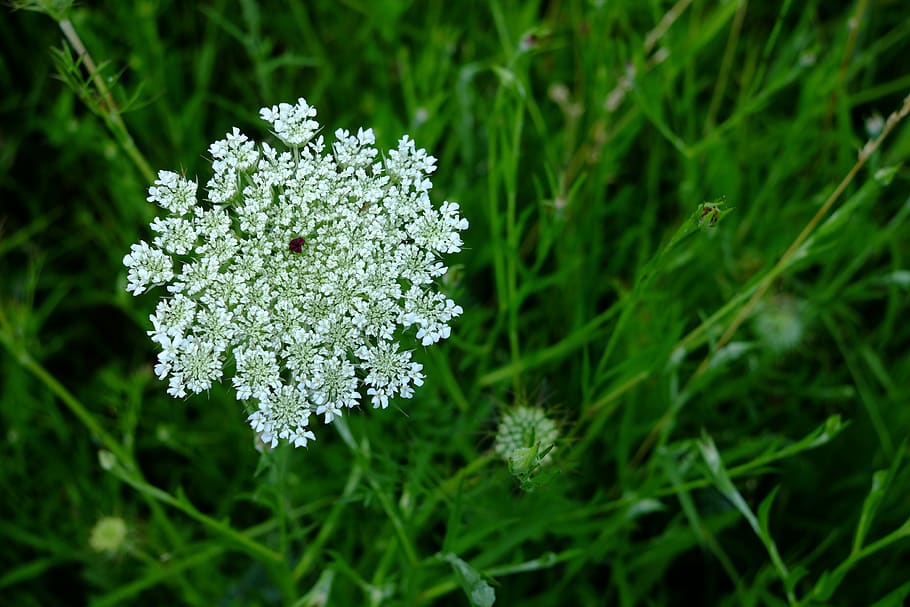 meadow, flower, field, plant, flowering plant, beauty in nature HD wallpaper