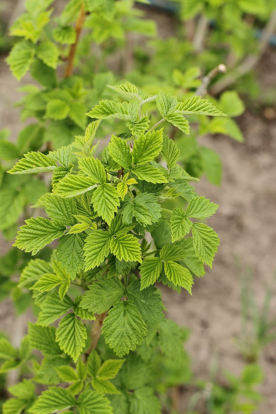 leaf, green, nature, leaves, garden, fresh, spring, branch HD wallpaper