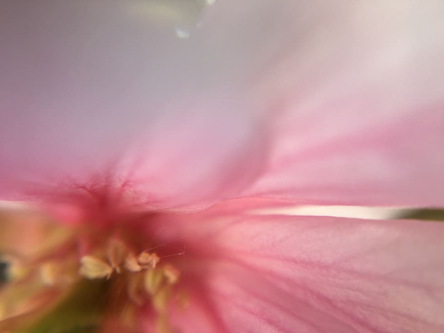 netherlands, lemmer, flower, flowering plant, pink color, beauty in nature HD wallpaper