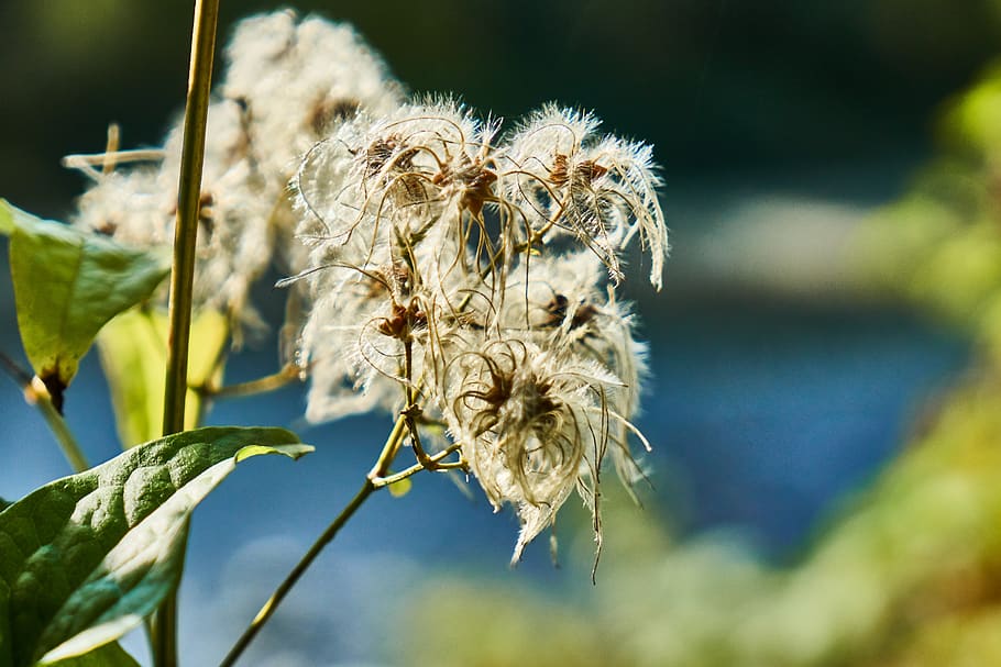 clematis, seeds, river, plant, focus on foreground, close-up HD wallpaper