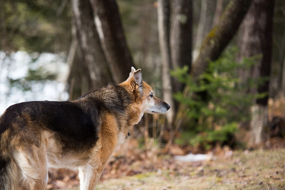 canada, blind river, forest, friends, dog, spring, hiking, companionship HD wallpaper