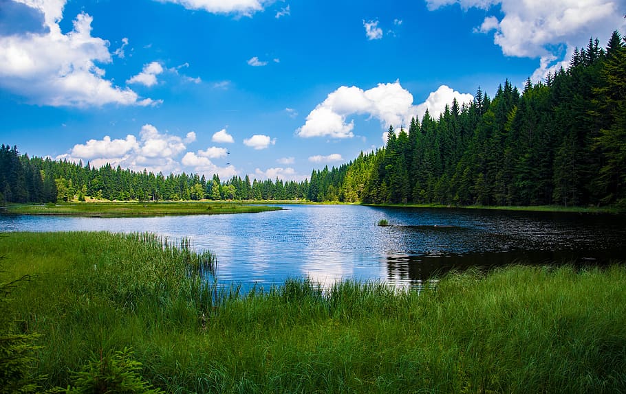 Scenic View of Lake in Forest, daylight, grass, HD wallpaper HD wallpaper