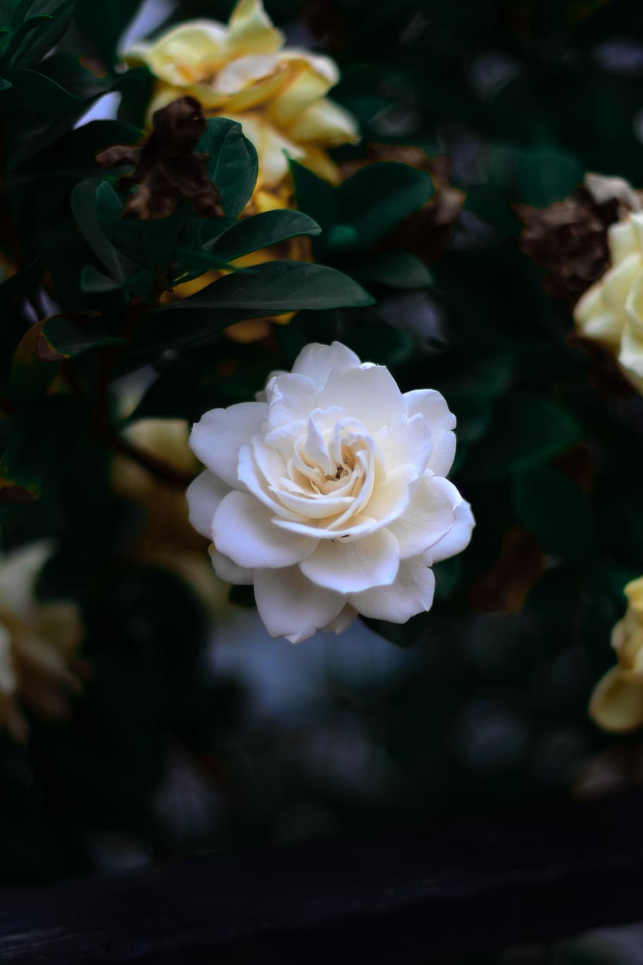 blooming white flower in pot, flowering plant, petal, beauty in nature HD wallpaper
