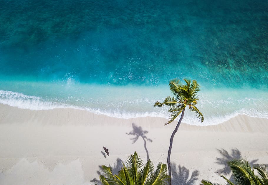 aerial nature photography of green palms on seashore during daytime HD wallpaper