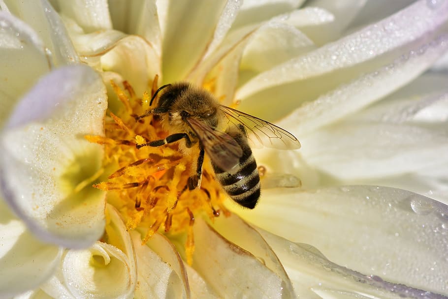bee, honey bee, pollen, insect, nectar, blossom, bloom, flower HD wallpaper