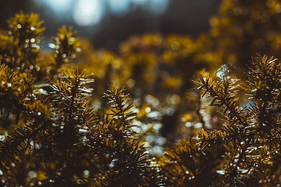 green-leafed plant, tree, conifer, abies, fir, larch, pine, spruce HD wallpaper