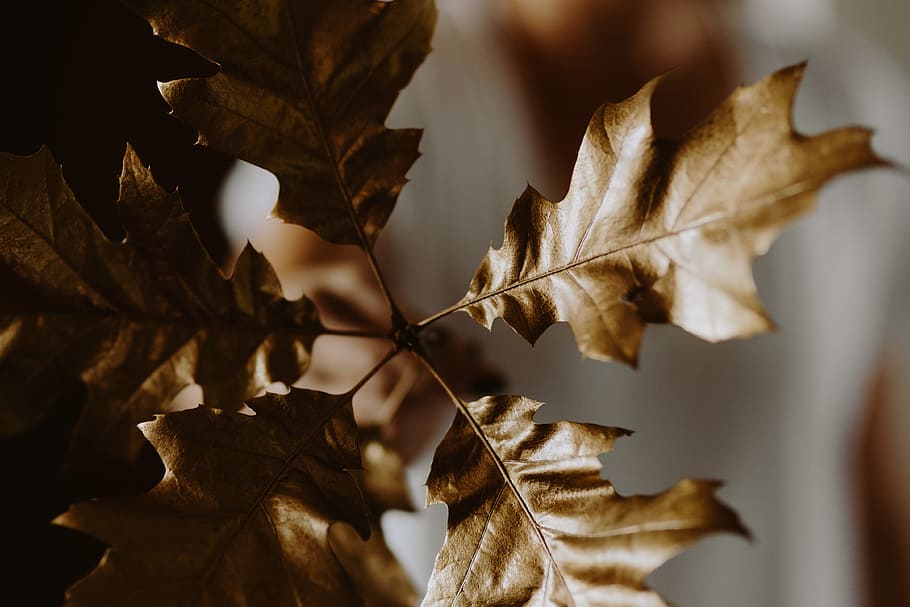 Red apples and golden oak leaves, gold leaves, golden leaves, HD wallpaper