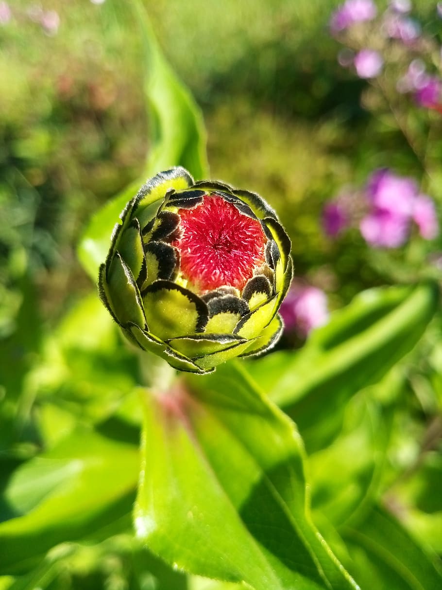 flower, nature, summer, close, petals, flowers, bloom, morning HD wallpaper