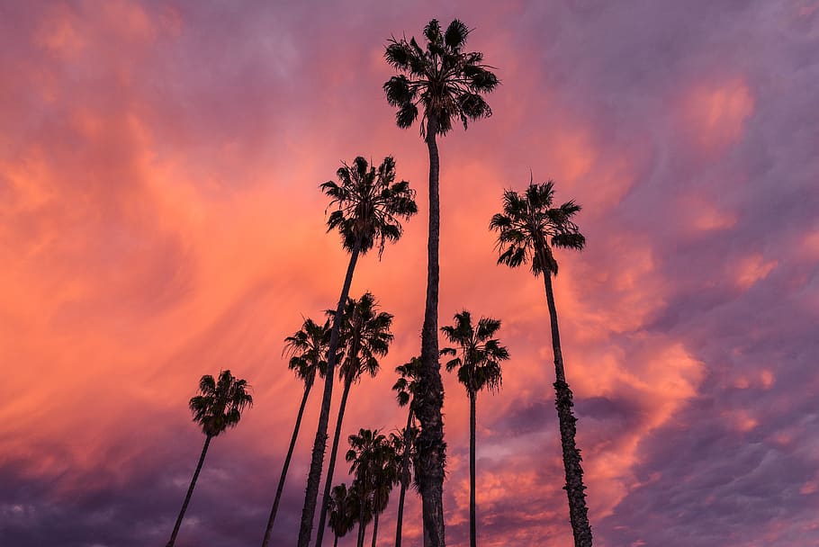 Palm Trees, clouds, nature, palms, sky, sunrise, sunset, tropical climate HD wallpaper
